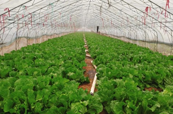 传经！葱香四溢田野间，种植妙技送身边