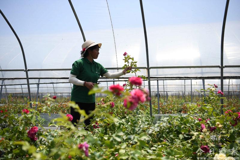 安徽：“鲜花经济”助力乡村振兴