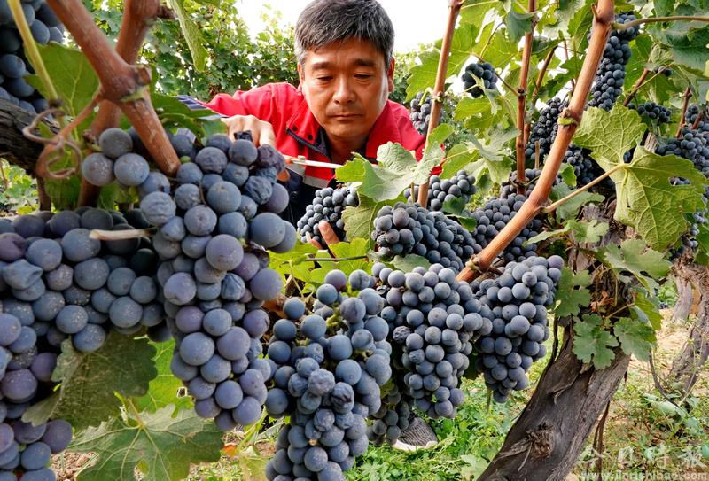 河北昌黎：收获酿酒葡萄