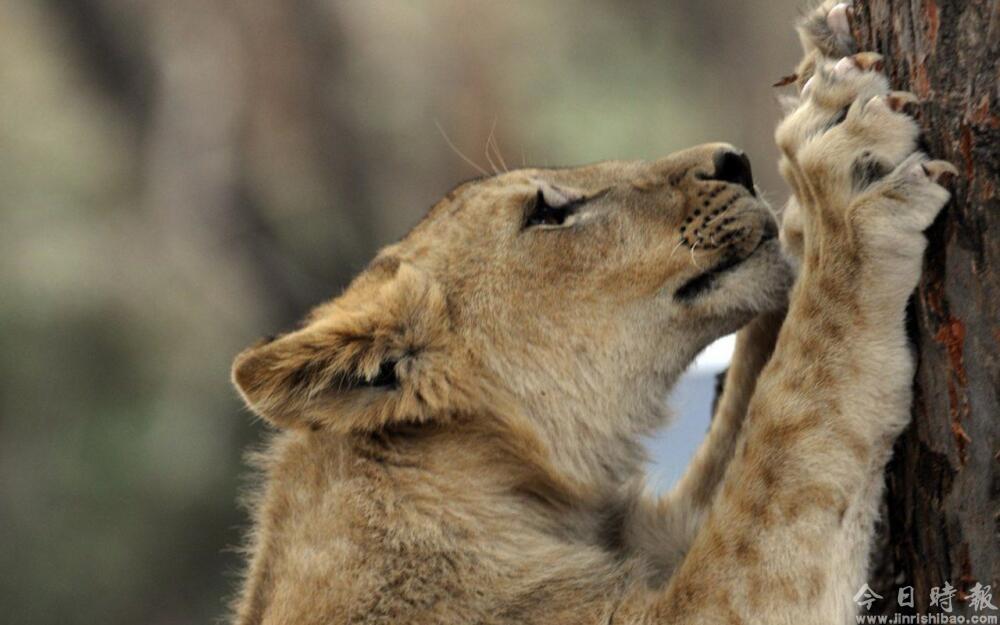 美国22岁女游客在南非遭母狮袭击 当场身亡