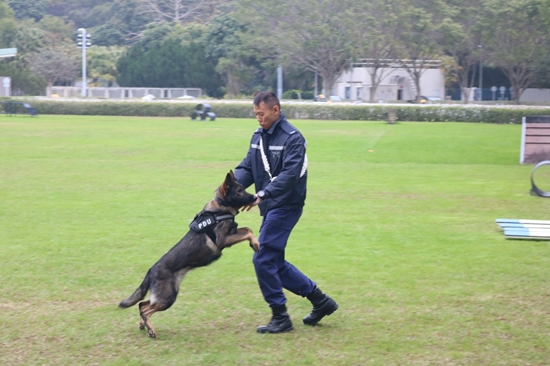 港警队警犬试用特製装备 以应对暴力突发事件