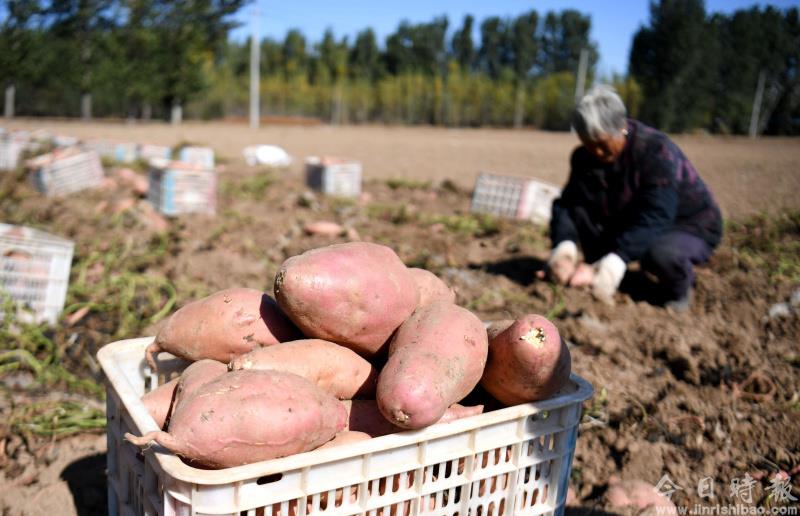 河北安次：沙地红薯富农增收