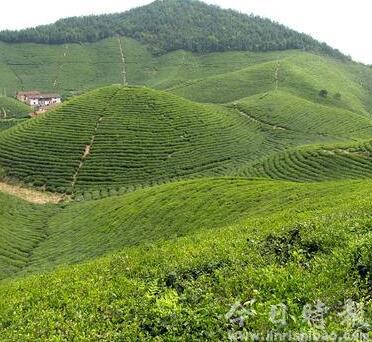 孙志刚:打造绿色优质农产品供给基地 让绿色品走出大山