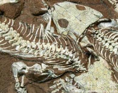 日本科学家发现新种恐龙化石 长达8米骨骼完整