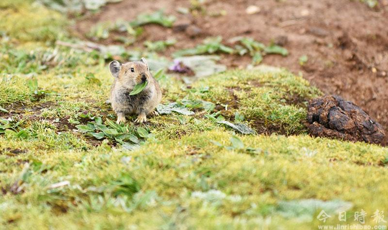 高原鼠兔：青藏高原特有的小精灵