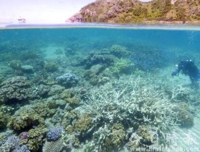 受气候变迁影响 澳大利亚大堡礁评级降为“非常不好”