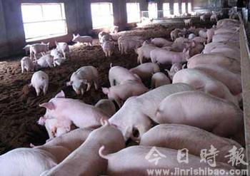 北京食药监查获6批次含安眠药猪肉