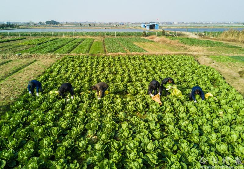 江南水乡“农事收获节”迎新年