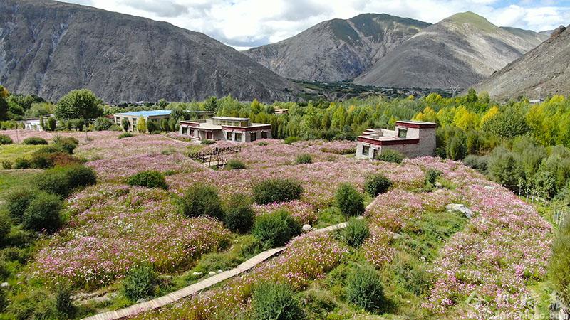 西藏尼木：中秋鲜花艳