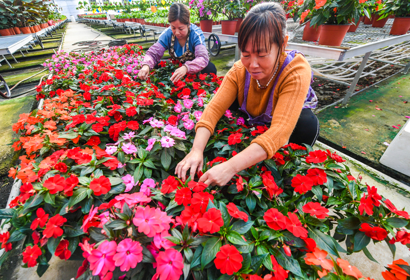 河北霸州：花卉种植助力乡村振兴