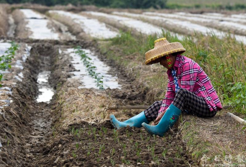 海南：今冬明春瓜菜种植面积预计稳定在300万亩