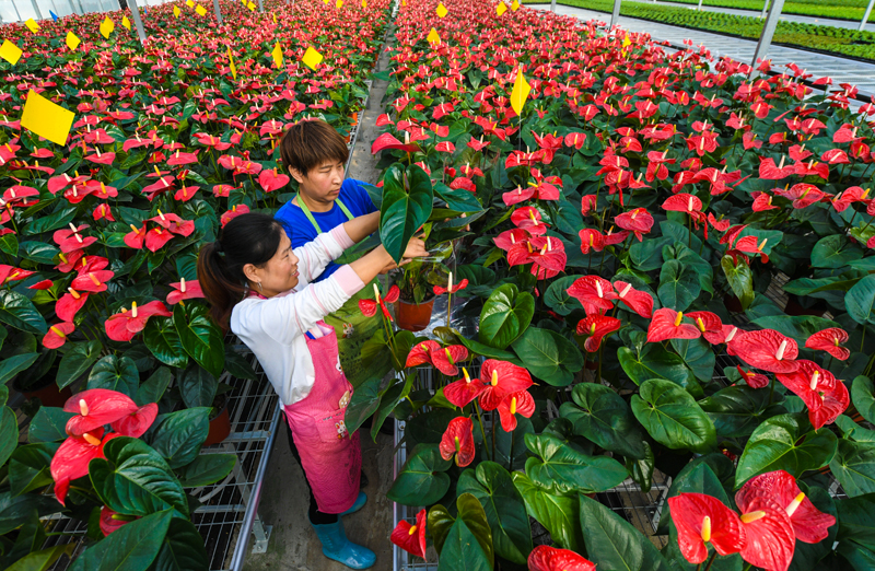 河北霸州：花卉种植助力乡村振兴