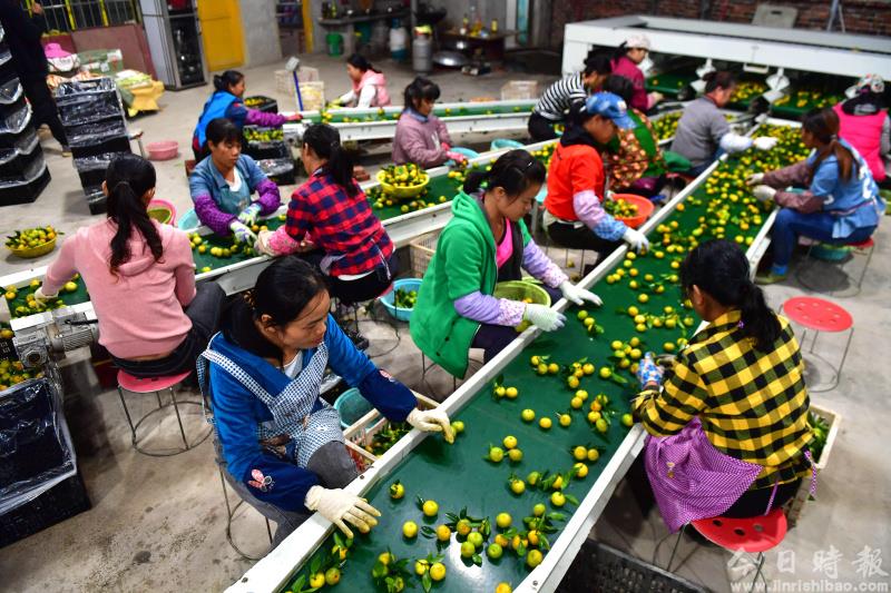 广西鹿寨：蜜桔种植助脱贫