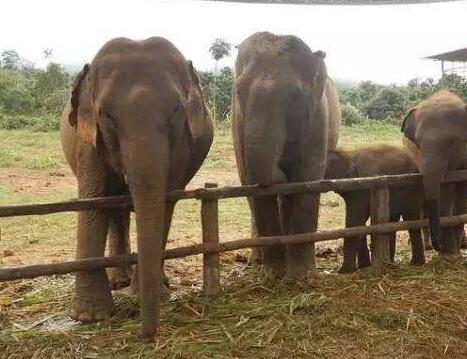 保护还是虐待？泰国“大象庇护所”折射观光弊病