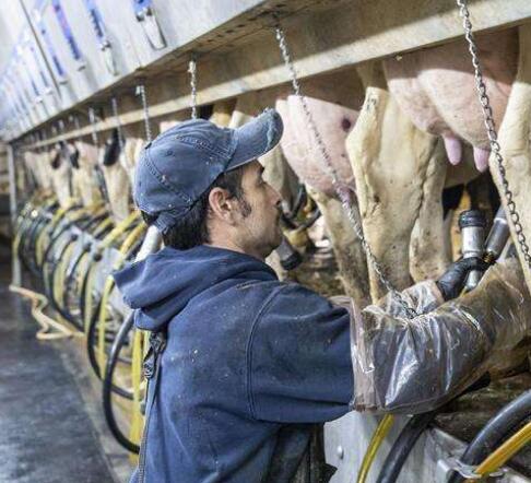 美国奶农期盼中美贸易争端早日解决
