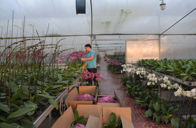 海南规划2025年花卉种植总面积达50万亩