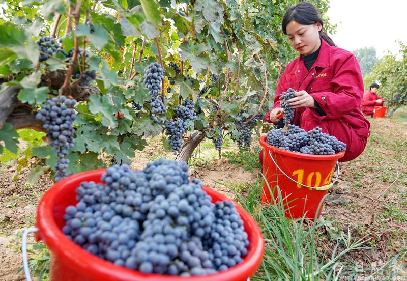 河北昌黎：收获酿酒葡萄