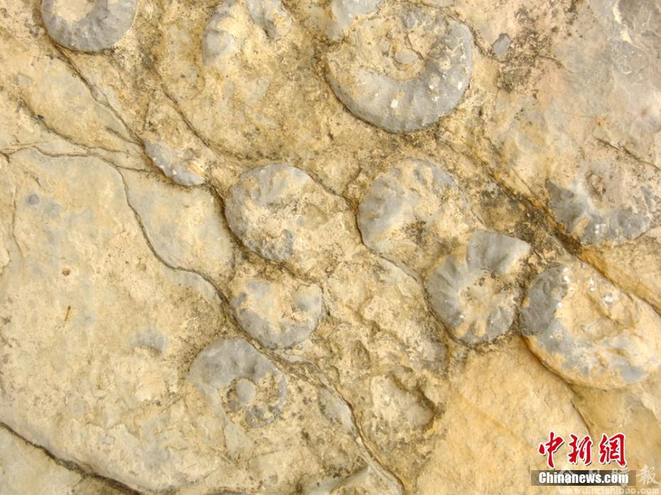 四川万源发现菊石化石 专家称已上亿年