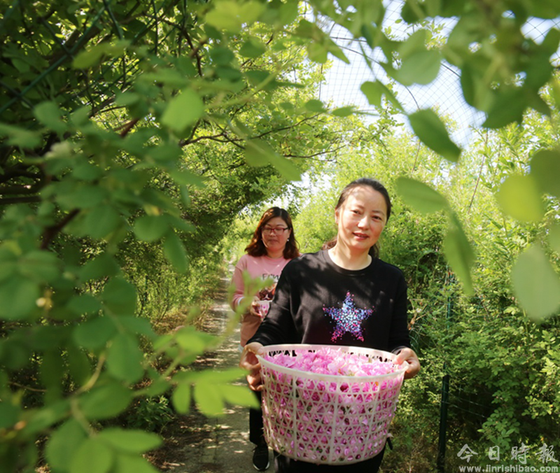 江苏海安：玫瑰花铺就农民致富“芬芳之路”